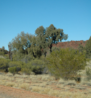 Vegetation